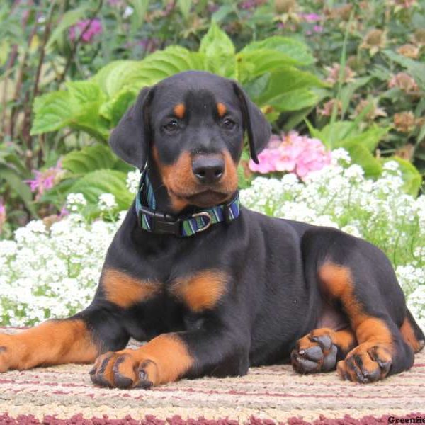 Shelby, Doberman Pinscher Puppy