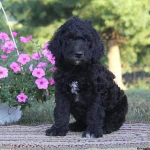 Shelby, Standard Poodle Mix Puppy