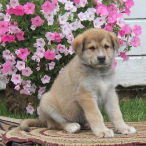 Shelby, German Shepherd Mix Puppy