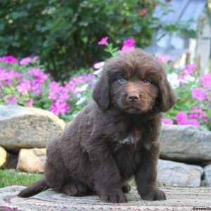 Shelby, Newfoundland Puppy