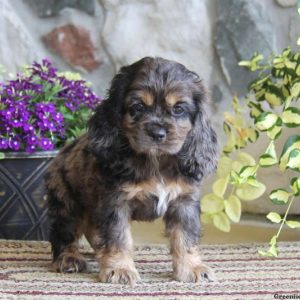 Shelby, Cocker Spaniel Puppy