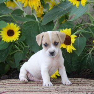 Shelby, Jack Russell Terrier Puppy