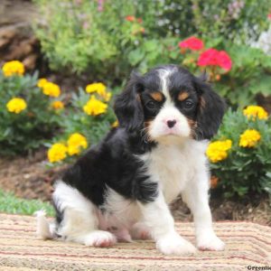 Shelby, Cavalier King Charles Spaniel Puppy