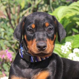 Shelby, Doberman Pinscher Puppy