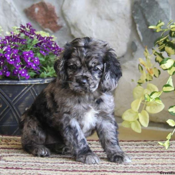 Shirley, Cocker Spaniel Puppy