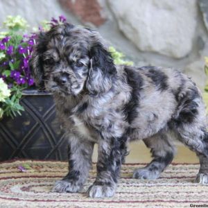 Shirley, Cocker Spaniel Puppy