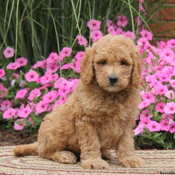 Sidney, Goldendoodle-Miniature Puppy