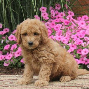 Sidney, Goldendoodle-Miniature Puppy