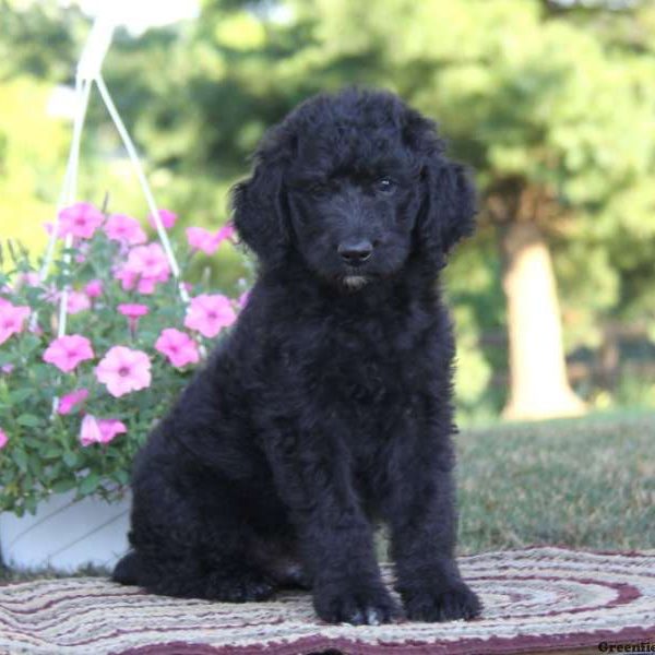 Silas, Standard Poodle Mix Puppy