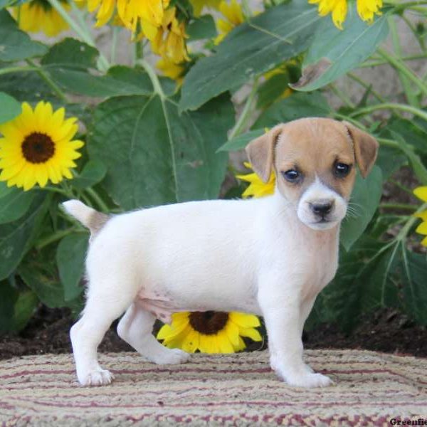 Silas, Jack Russell Terrier Puppy