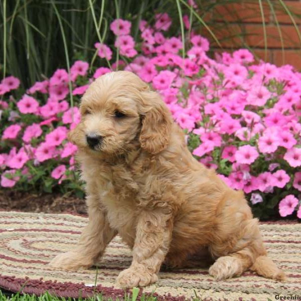 Silas, Goldendoodle-Miniature Puppy