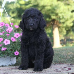 Silas, Standard Poodle Mix Puppy