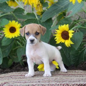 Silas, Jack Russell Terrier Puppy