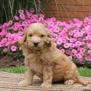 Silas, Goldendoodle-Miniature Puppy