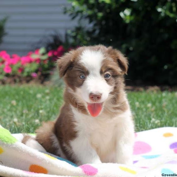 Silvia, Border Collie Puppy