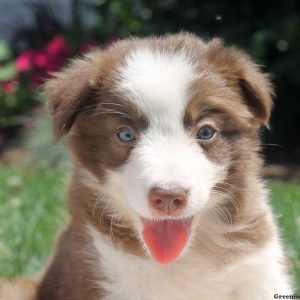 Silvia, Border Collie Puppy