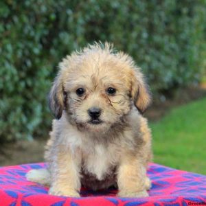 Simba, Morkie-Poo Puppy