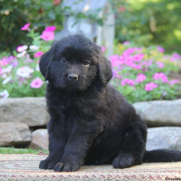 Skip, Newfoundland Puppy