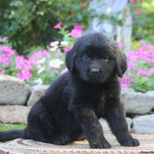 Skip, Newfoundland Puppy