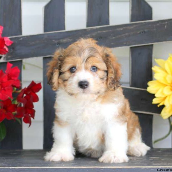 Skipper, Cavachon Puppy