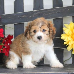 Skipper, Cavachon Puppy