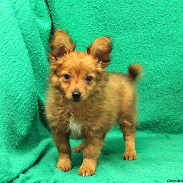 Skippy, Pomeranian Mix Puppy