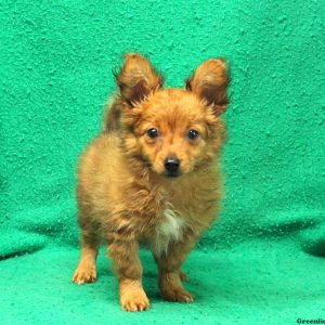 Skippy, Pomeranian Mix Puppy