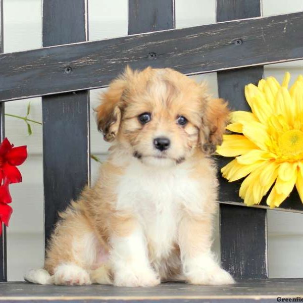 Skittles, Cavachon Puppy