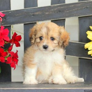 Skittles, Cavachon Puppy