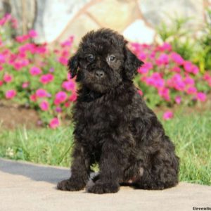 Skylar, Whoodle – Miniature Puppy