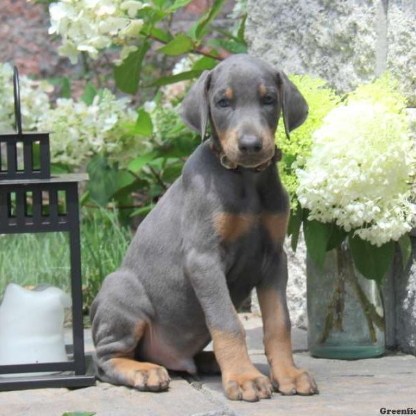 Smokey, Doberman Pinscher Puppy