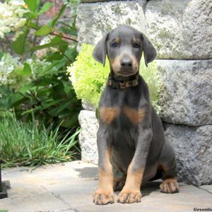 Smokey, Doberman Pinscher Puppy