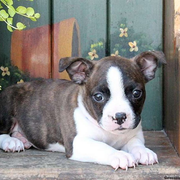 Sneaky, Boston Terrier Mix Puppy