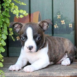 Sneaky, Boston Terrier Mix Puppy