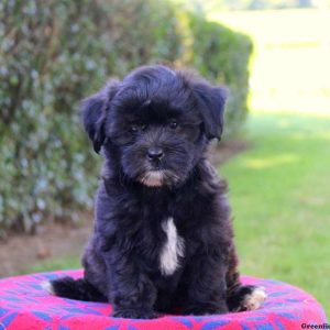 Snow, Morkie-Poo Puppy