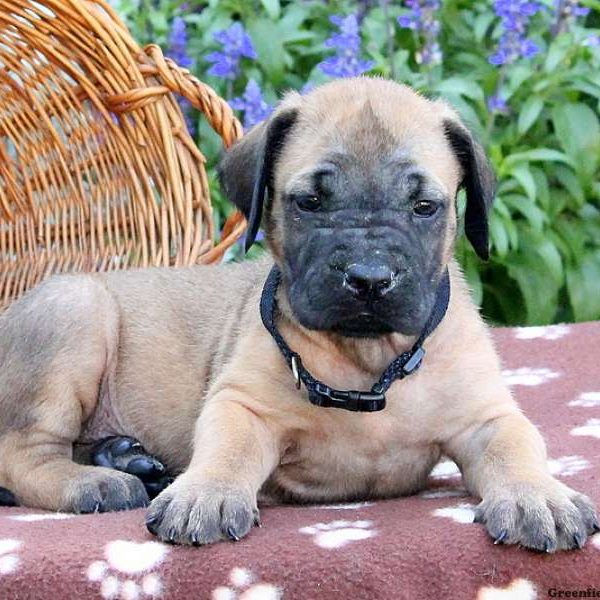 Sojo, English Mastiff Puppy