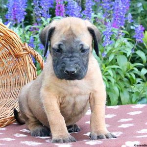 Sojo, English Mastiff Puppy