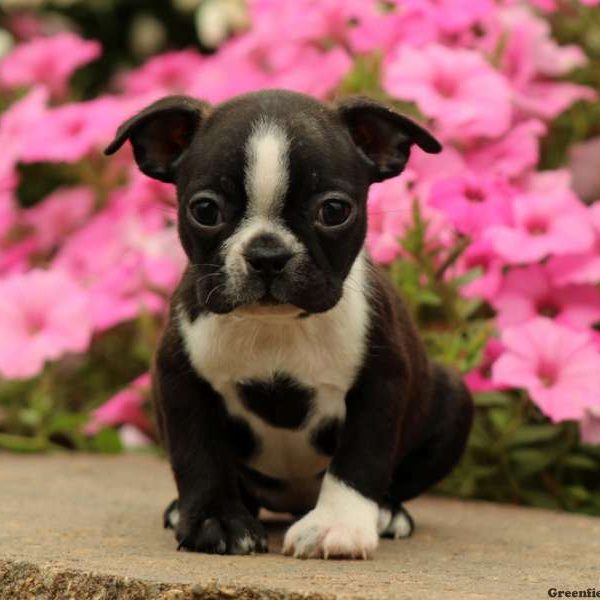 Sonja, Boston Terrier Puppy