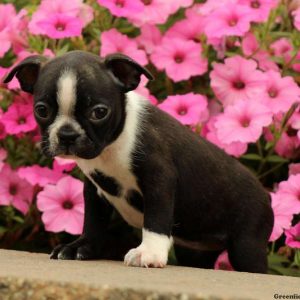 Sonja, Boston Terrier Puppy