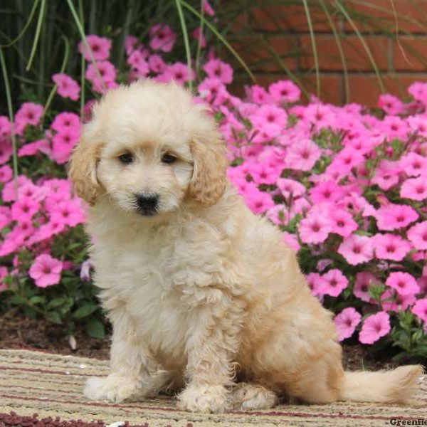 Sonny, Goldendoodle-Miniature Puppy