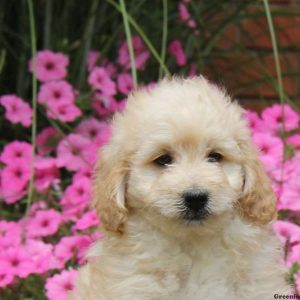 Sonny, Goldendoodle-Miniature Puppy