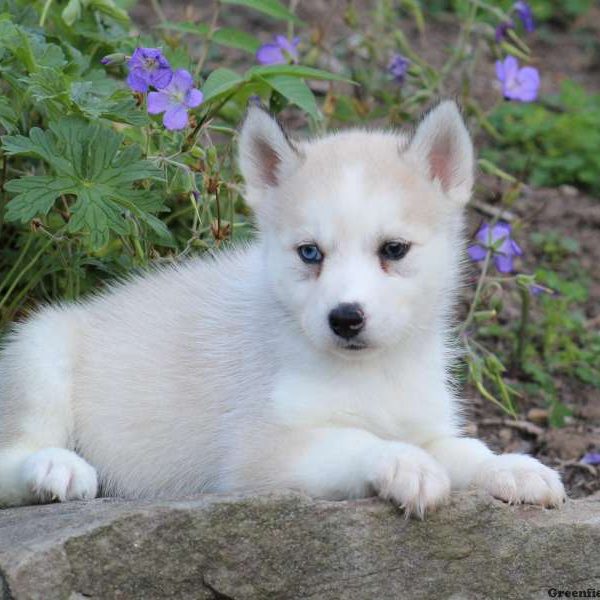 Sophia, Pomsky Puppy