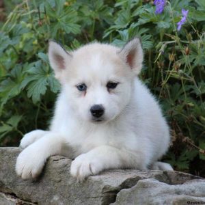 Sophia, Pomsky Puppy