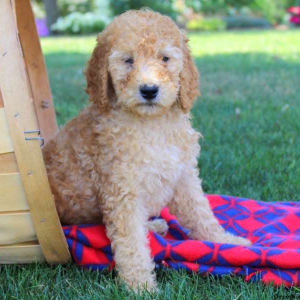 Sophie Lu, Goldendoodle Puppy