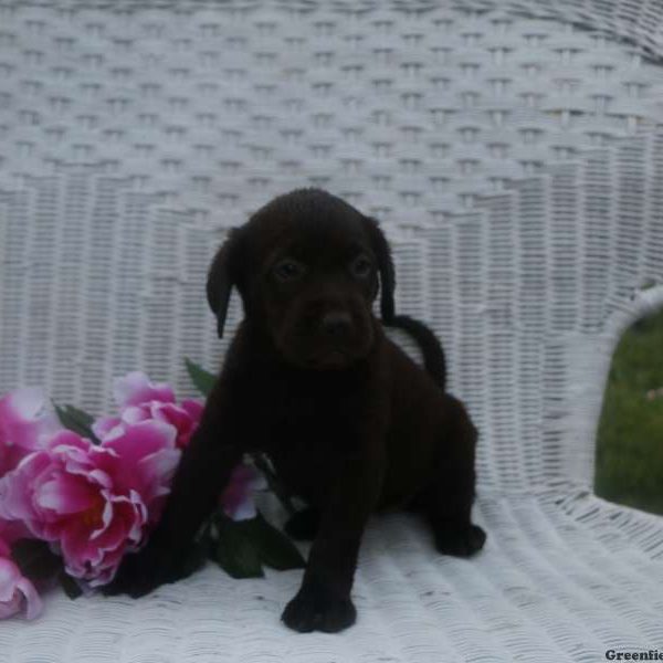 Sophie, Labrador Retriever-Chocolate Puppy