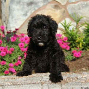 Sophie, Whoodle – Miniature Puppy