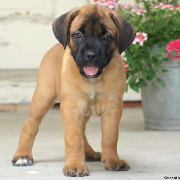 Sparkle, Cane Corso Puppy