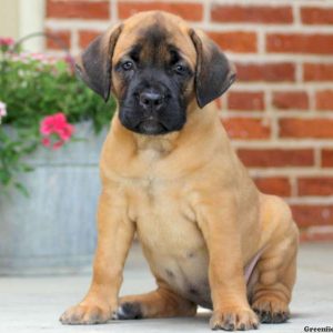 Sparkle, Cane Corso Puppy