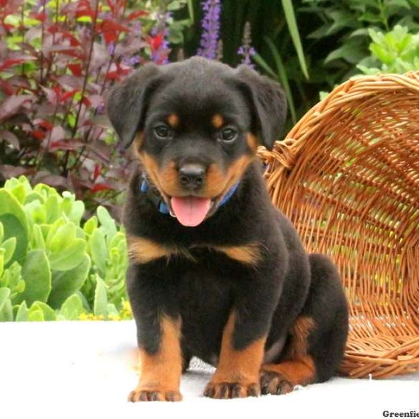 Sparky, Rottweiler Puppy