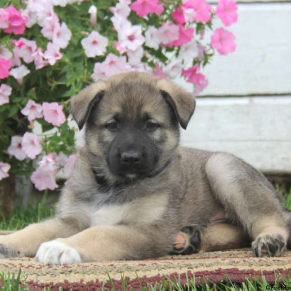 Sparky, German Shepherd Mix Puppy